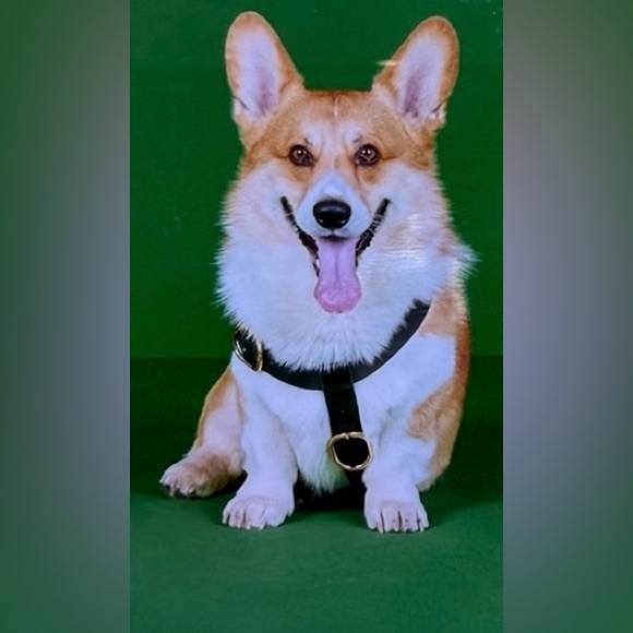 NWB Gucci GG Logo Leather Pet - Dog Black Harness Size L - Picture 11 of 16